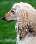 Afghan Hound puppies for sale