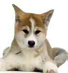 Akita