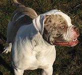 Alapaha Blue Blood Bulldog puppies for sale