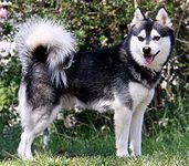 Alaskan Klee Kai puppies for sale