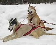 Alaskan Husky puppies for sale