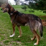 Alaskan Husky puppies for sale