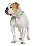 American Bulldog puppies for sale
