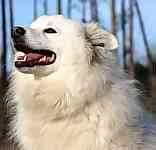 American Eskimo dog
