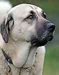 Anatolian Shepherd 