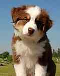 Australian Shepherd