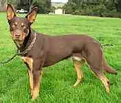 Australian Kelpie puppies for sale