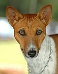 Basenji 