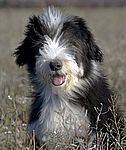 Bearded Collie