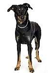 Beauceron puppies for sale