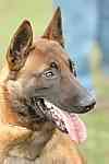 Belgian Malinois puppies for sale