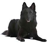 Belgian Sheepdog puppies for sale