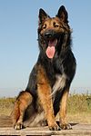 Belgian Tervuren