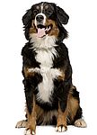 Bernese Mountain Dog puppies for sale