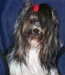 Biewer Yorkshire Terrier puppies for sale 