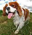 Cavalier King Charles Spaniel puppies for sale