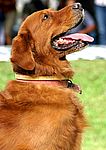 Chesapeake Bay Retriever