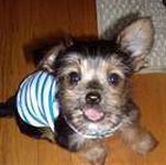 Chorkie puppies for sale