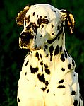 Dalmation