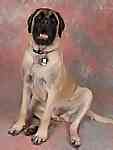 English Mastiff