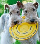 Fox Terrier Wire
