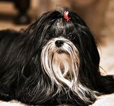 Lhasapoo puppies for sale