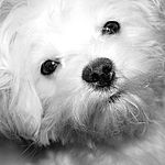 Maltepoo puppies for sale 
