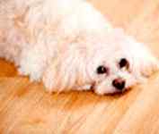 Peekapoo puppies for sale
