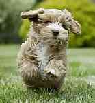 Poodle mix puppies for sale