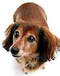Dachshund puppies for sale 