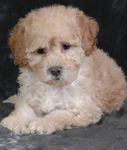 Goldendoodle puppies for sale