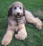 Goldendoodle puppies for sale