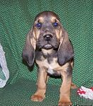 Bloodhound puppies for sale