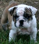 English Bulldog puppies for sale
