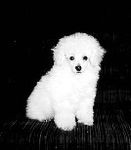 Toy Poodle puppies for sale