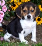 Beagle puppies for sale 