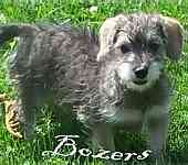 Designer breed puppies for sale