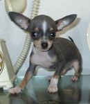 Chihuahua puppies for sale