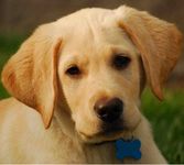 Labrador Retriever puppies for sale