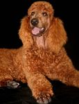 Standard Poodle puppies for sale