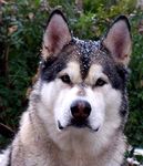 Alaskan Malamute puppies for sale