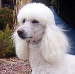 Standard Poodle puppies for sale 