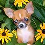 Chihuahua puppies for sale