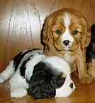 Cavalier King Charles Spaniel puppies for sale