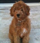 Goldendoodle puppies for sale 