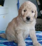 Goldendoodle puppies for sale