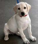 Labrador Retriever puppies for sale 