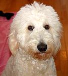 Labradoodle puppies for sale 