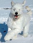Goldendoodle puppies for sale