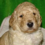 Standard Poodle puppies for sale 